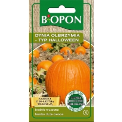 Dynia olbrzymia typ Halloween Big Max 3g nasiona - Biopon