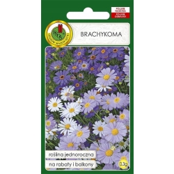 Brachykoma mieszanka 0,3g nasiona PNOS