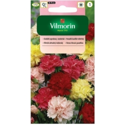 Goździk ogrodowy wiedeński mieszanka 0,5g nasiona - VILMORIN