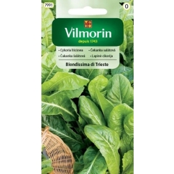 Cykoria liściowa Biondissima di Trieste 3g - nasiona VILMORIN