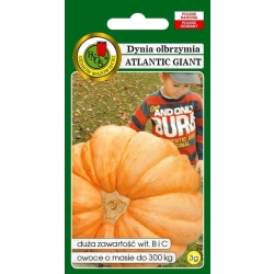 Dynia olbrzymia ATLANTIC GIANT owoce do 300kg- 3g nasiona PNOS