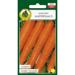 Marchew Amsterdam 3 odmiana wczesna 5g nasiona PNOS