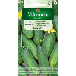 Ogórek gruntowy Santana F1 3g nasiona - VILMORIN